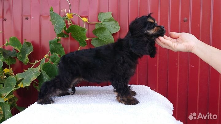 Американский кокер спаниель девочка 4,5 месяца