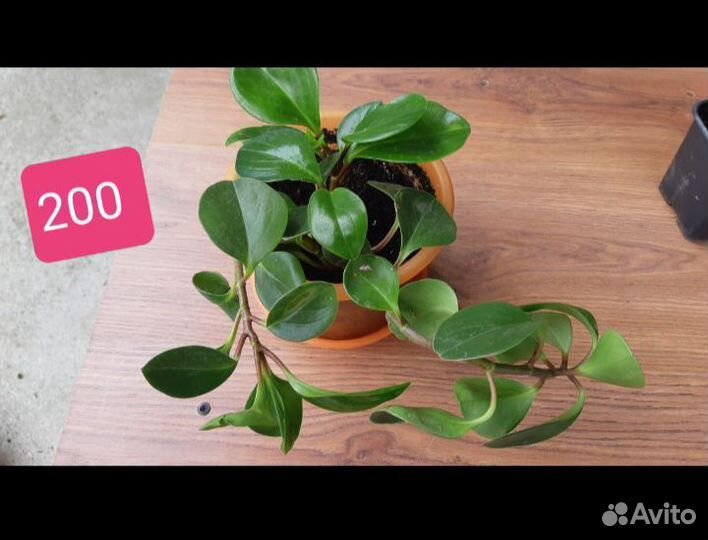 Фуксия, суккуленты, колеусы