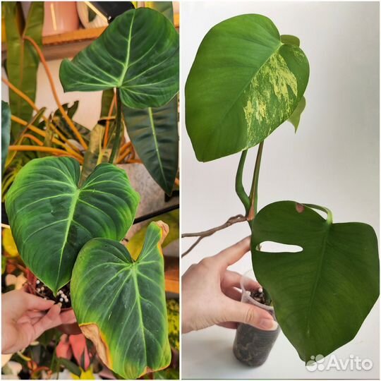 Комнатные растения 8