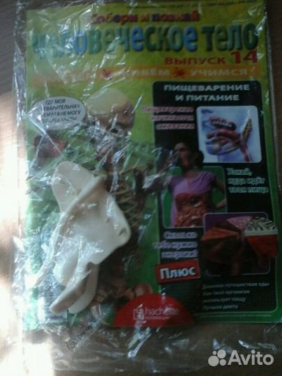 Человеческое тело