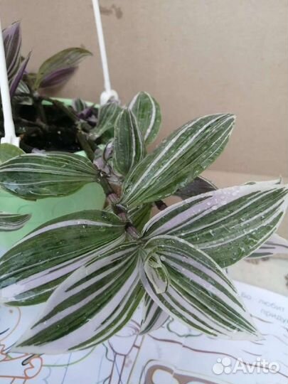 Традесканции 111