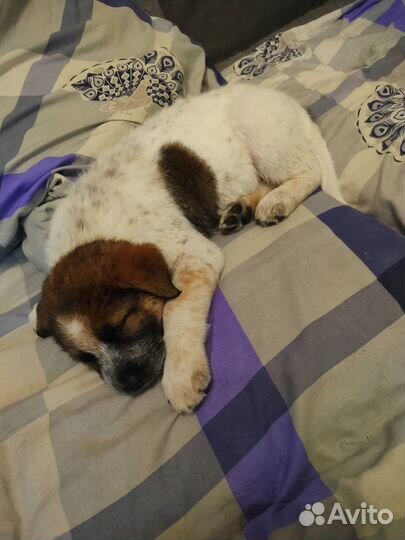 Передержка животных в домашних условиях