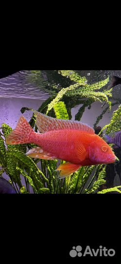 Продаю цихлид собственного разведения