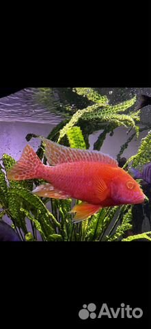 Продаю цихлид собственного разведения