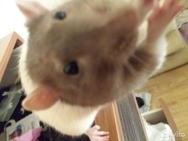 Крыса Кубик