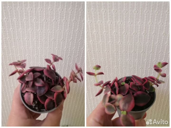 Суккуленты