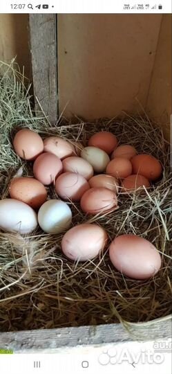 Домашние куриные яйца