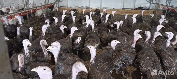 Домашняя индейка