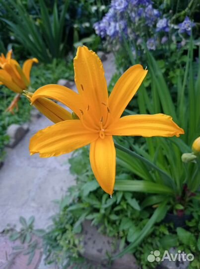 Лилейник, аквилегия