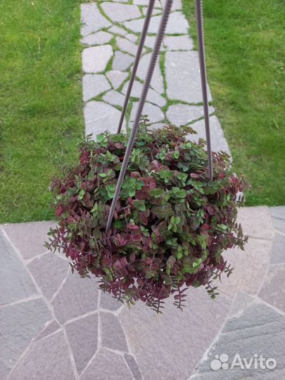 Каллизия в кашпо с фото