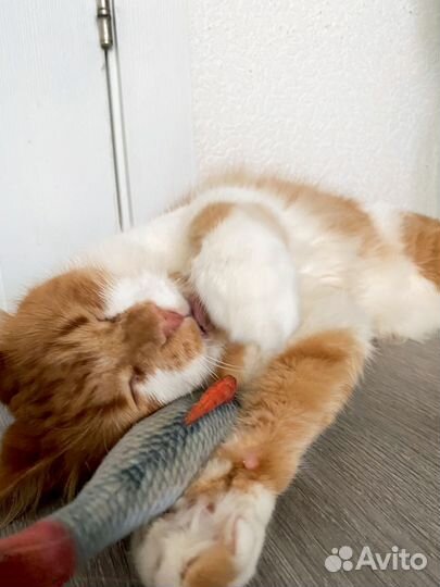 Крупный ласковый кот ищет дом