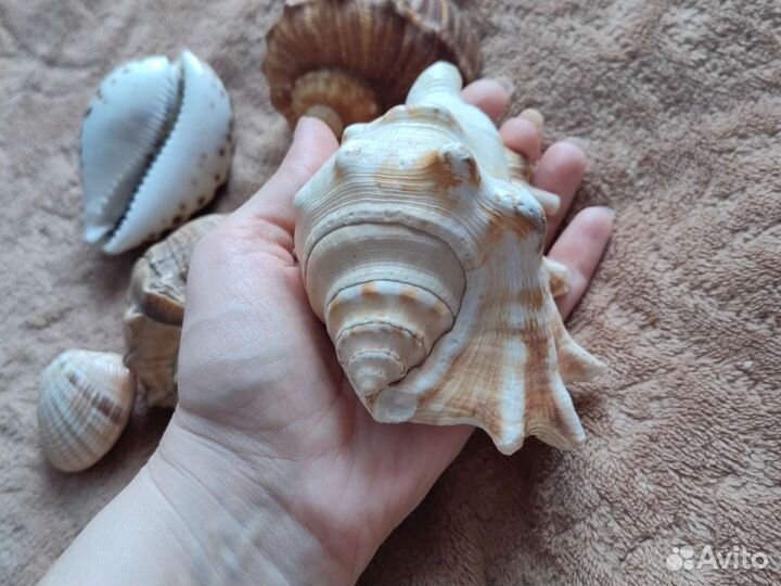 Морские ракушки