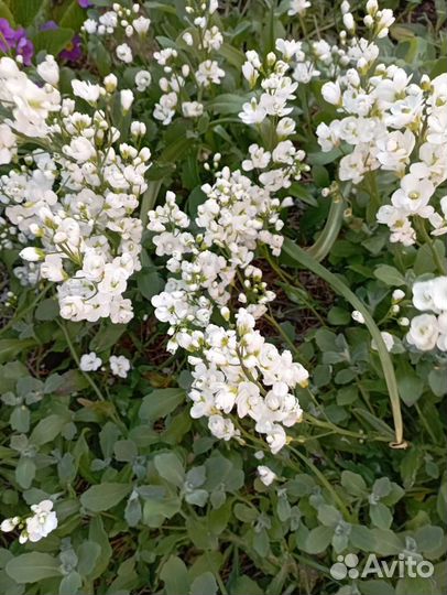 Хосты, многолетники