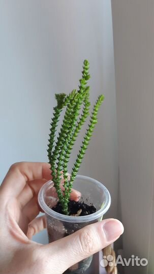 Суккуленты 5 сортов (шоколадное золото, шоколад:)