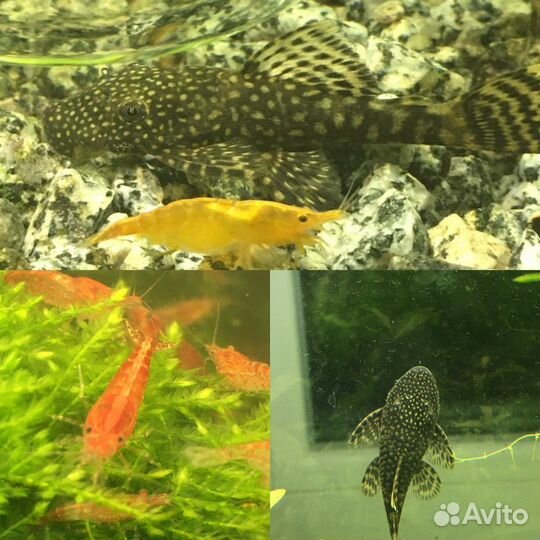 Аквариумные креветки, мох, сом