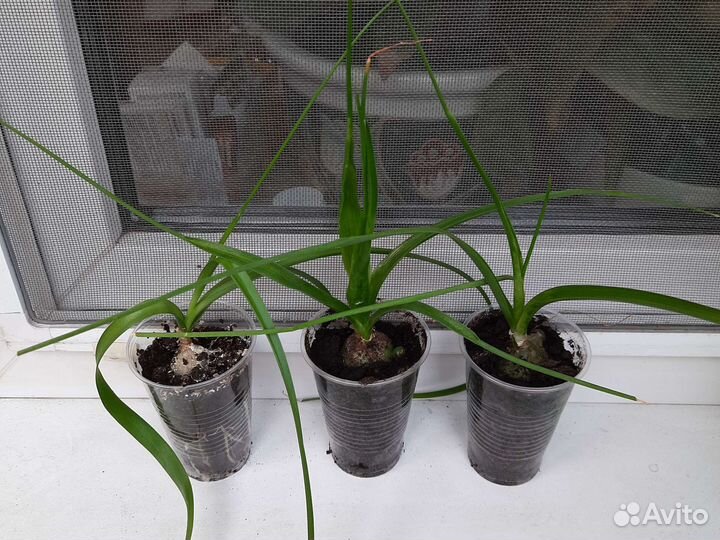 Индийский лук. Лечебное комнатное растение