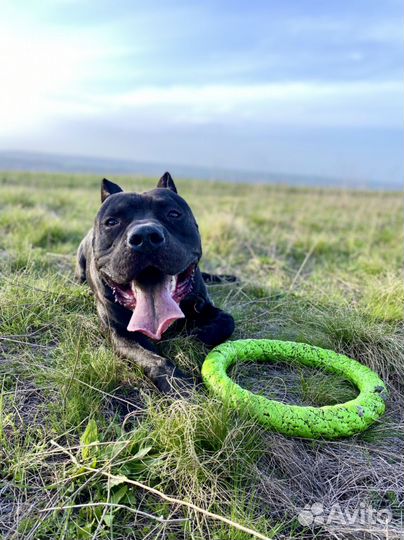 Питбуль вязка