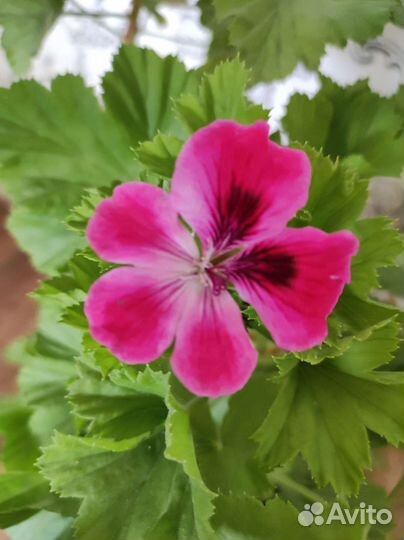 Королевская пеларгония