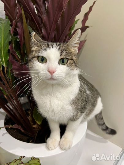 Спасите Боню