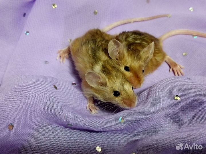 Декоративные мышки