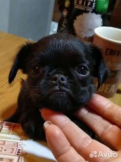 Пти-брабансульки