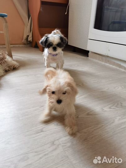 Кремовая няшка mini мальтипу