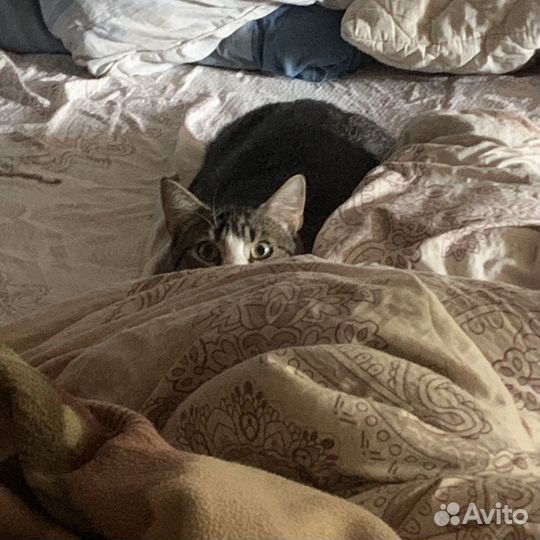 Ласковый котик