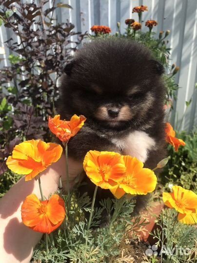 Померанский шпиц из провессионально питомника