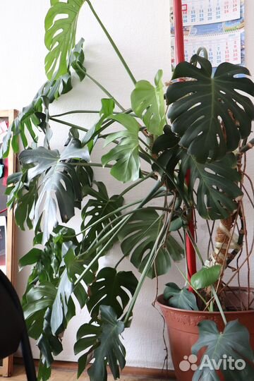Комнатные растения цветы большие