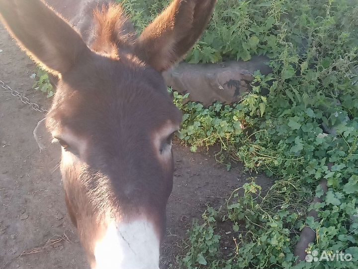 Ослица и осел