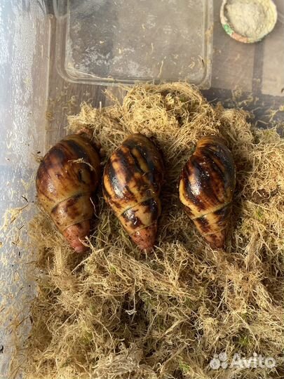 Продам улиток архахатина маргината сутуралис