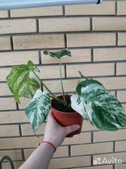 Монстера вариегатная Альба