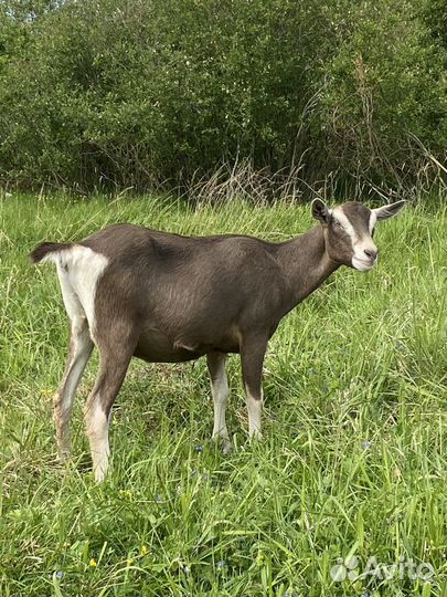 Козы нубийские и альпийские