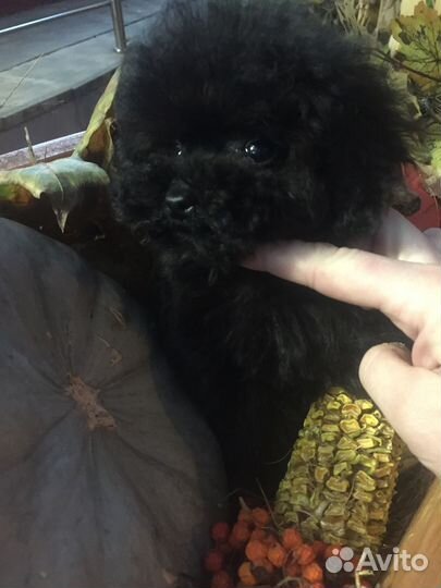 Micro teddy poodle Кора