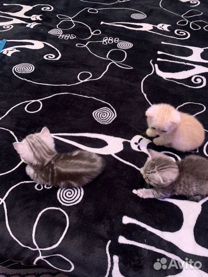 Британская