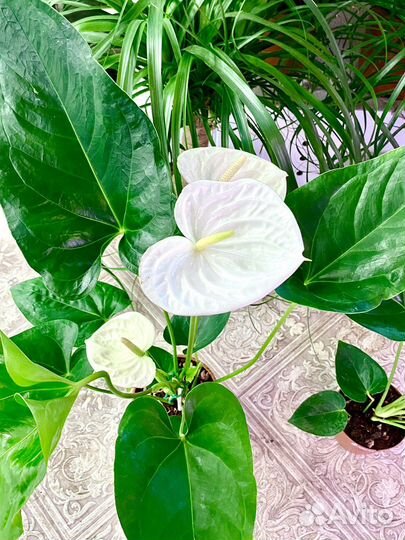 Антуриум Аляска