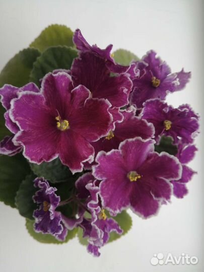 Сортовые фиалки