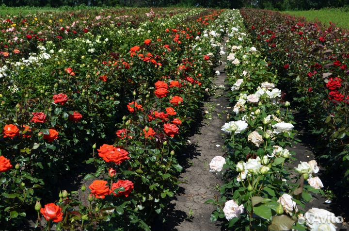 Саженцы роз в розницу и оптом, см. Описание