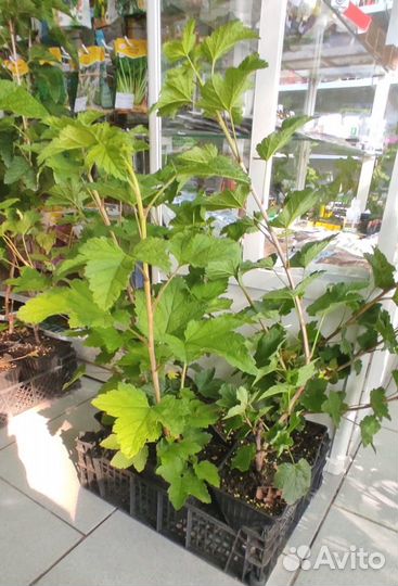 Смородина саженцы сортовые