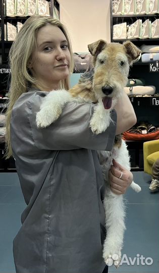 Грумер / Стрижка собак / Стрижка кошек