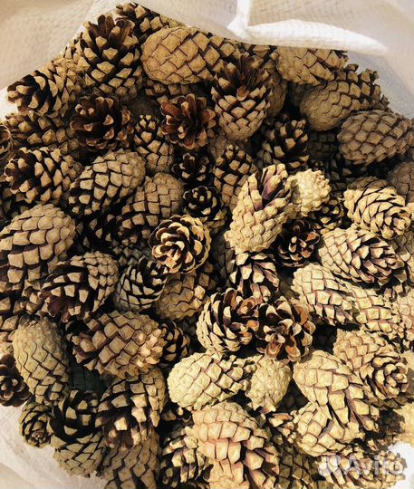 Мульча кора лиственницы в Наличии