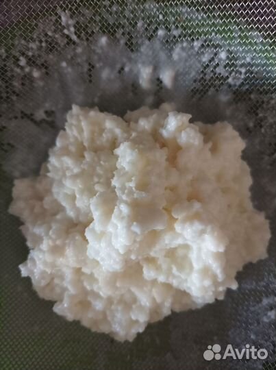 Тибетский молочный гриб