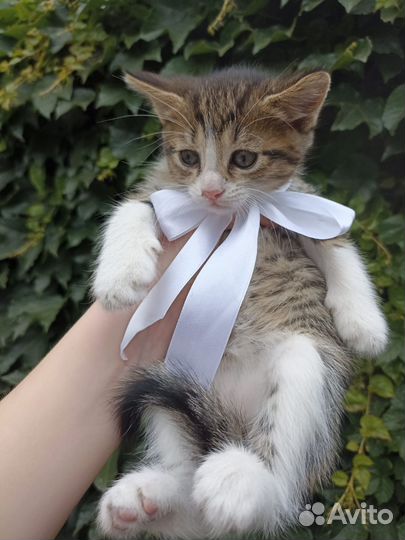 Милые пушистики, отдаем