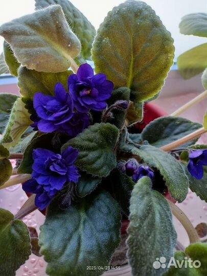 Цветущие фиалки