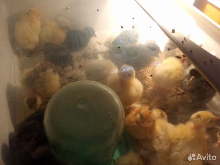 Цыплята 20 дневные