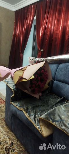 Британка вислоухая