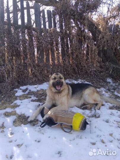 Овчарка (вязка)