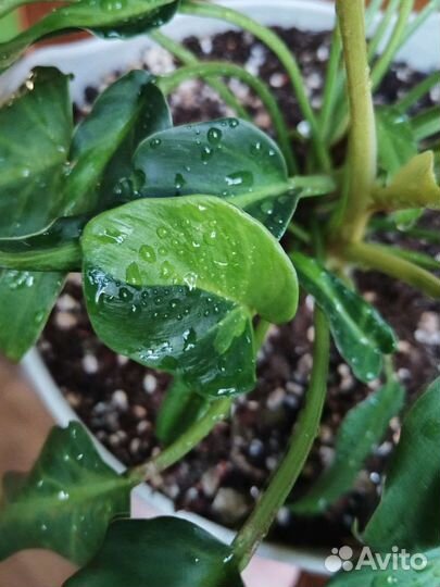 Филодендрон Ксанаду Дварф Вар dwarf xanadu VAR