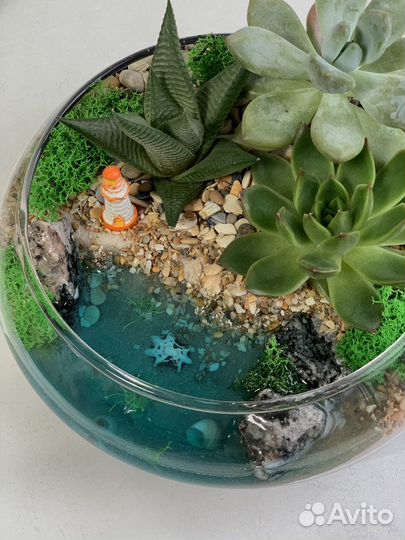 Флорариум суккуленты