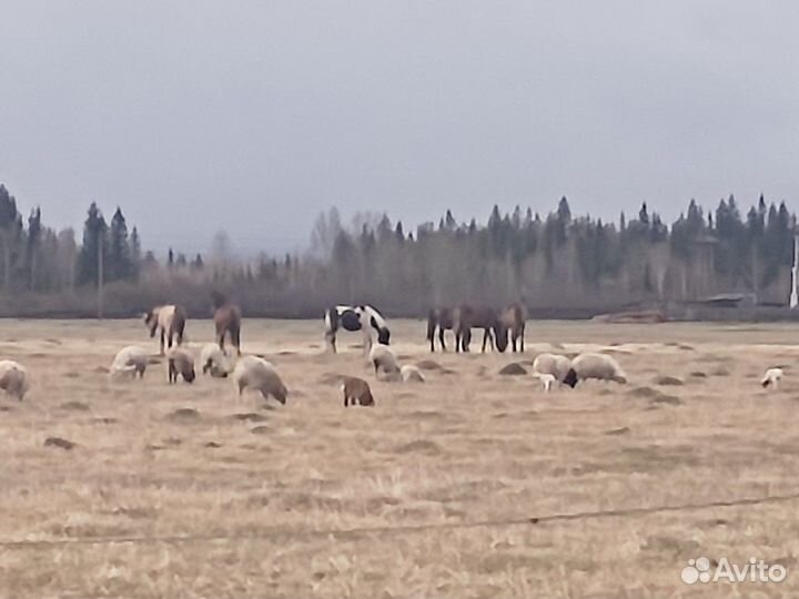 Продам овец
